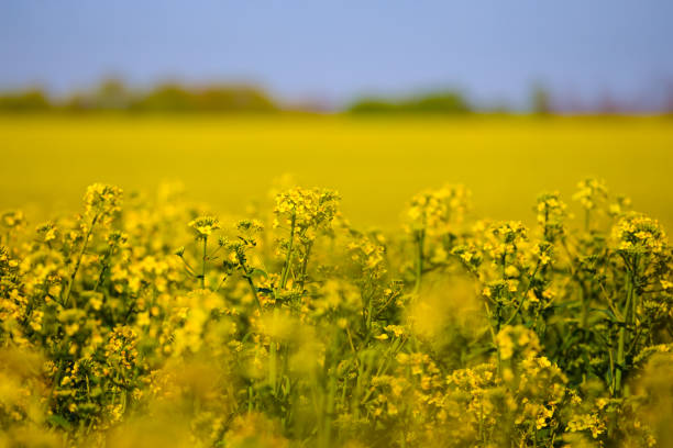 istock spring yellow rape field under blue sky, spring agricultural scene 1997292871