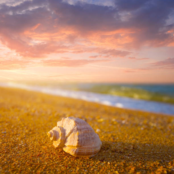 istock closeup marine shell  on sandy sea beach at the sunset 1997295673