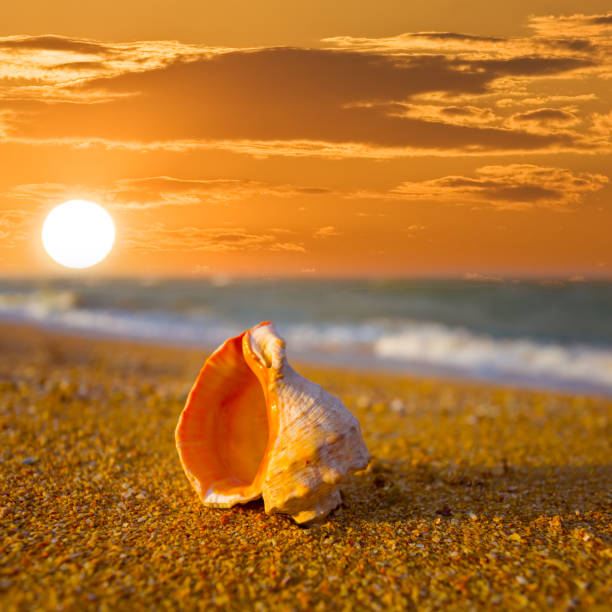 istock closeup marine shell  on sandy sea beach at the sunset 1997295674