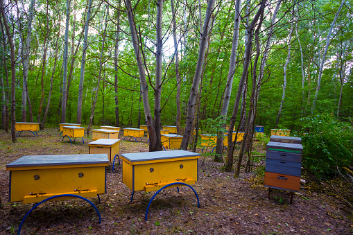bee apiary in a forest glade