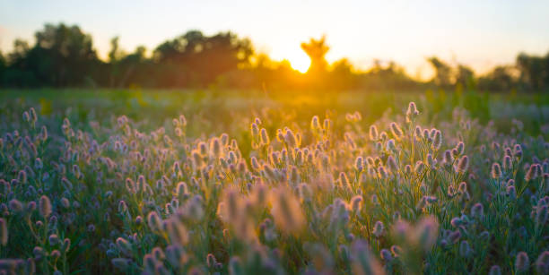 Free Stock Photo of Sun Setting Over Field of Wildflowers | Download ...