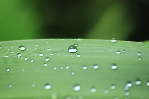 The refreshing green grass with water droplets expresses the freshness of spring nature.