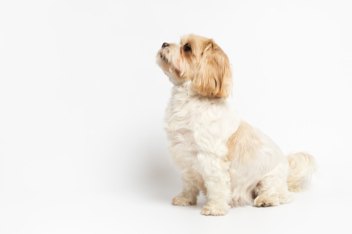 Cute small dog sitting studio shot on white background. Shih tzu and maltese mix. This file is cleaned and retouched.