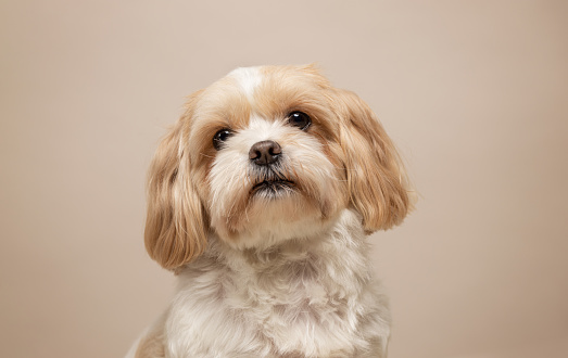 An adorable purebred pet shih tzu enjoying time outdoors in the grass.