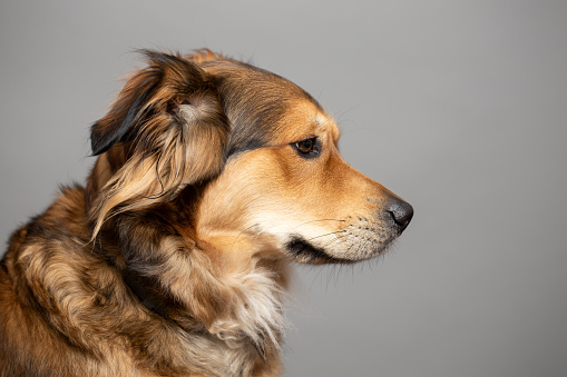 Brown cute dog portrait. Golden retriever mix. This file is cleaned and retouched.