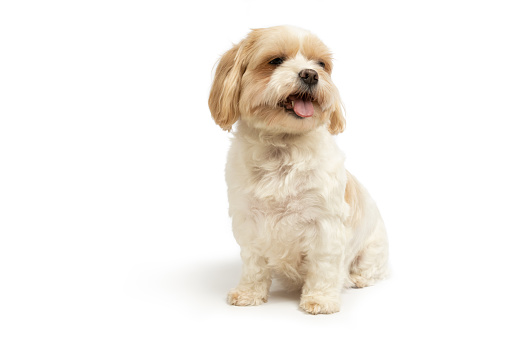 Cute small dog sitting studio shot on white background. Shih tzu and maltese mix. This file is cleaned and retouched.