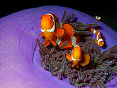 Anemonefish are always on the move: false clownfish in its magnificent anemone in the coral reef, underwater photography, taken in Raja Ampat, Indonesia. Finding Nemo! 3 clownfish in anemone.