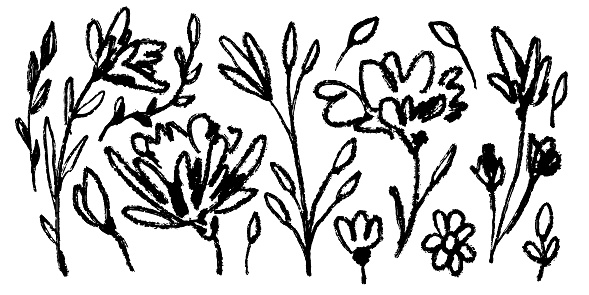 Set of flowers, leaves, floral stems. Wild plants drawing with grunge brush. Black and white botanical elements. Vector illustration. Primitivism