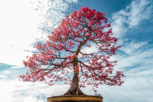 Photograph of a small Bonsai of a 90 year old Palmate Maple (Acer Palmatum) with red colored leaves and a blue sky with white clouds in the background.
