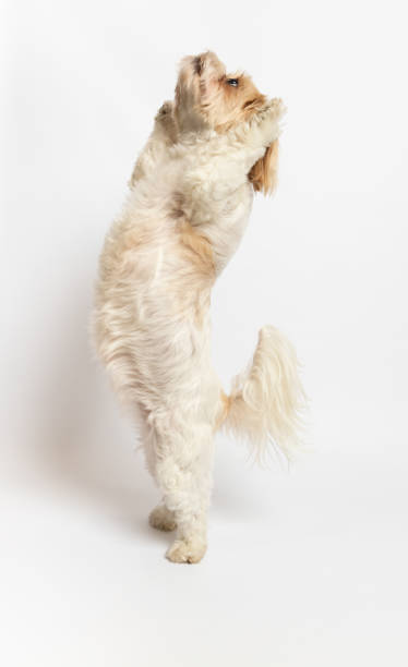istock Cute small dog standing studio shot on white background 1997331620
