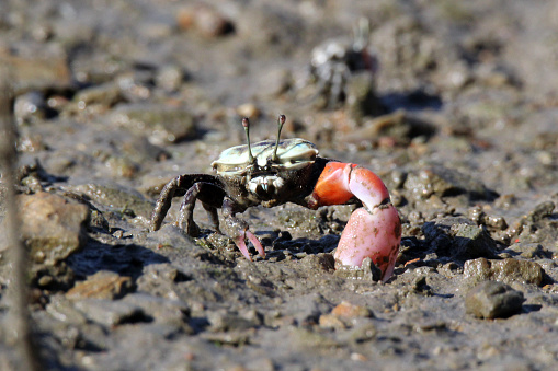 Fiddler crab with an orange claw on the mud of mangroves