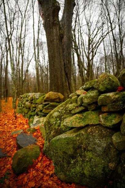 Stonewalls, bare oak trees and fallen leaves in Winter Forest of New England, United States