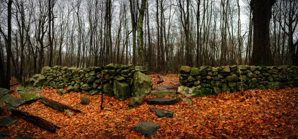 New England Winter Forest Panoramic Landscape with lichen-covered stone walls, bare trees, and fallen foliage on the footpath, lonesome tranquility scenery