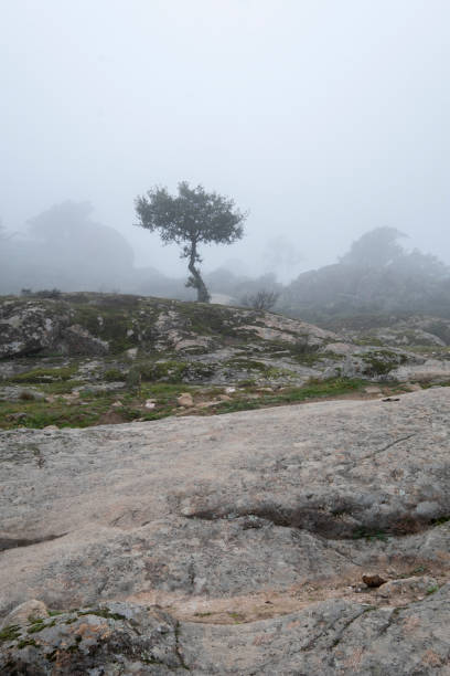 istock A young oak tree growing between granite stones in the mountains during a foggy day. Mountains of Extremadura. A true landscape 1997345921