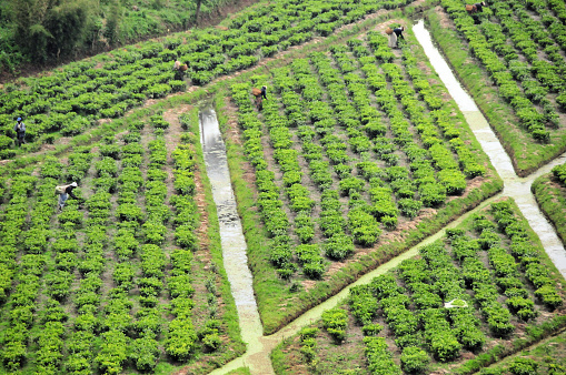 Hesha / Mukamira, Nyabihu District, Western Province, Rwanda: tea plantation hedge rows seen from above (Camellia sinensis) - irrigation canals distributing water from from Lake Karago. Tea cultivation was introduced to the country by German colonists. Rwanda produces mainly black tea.