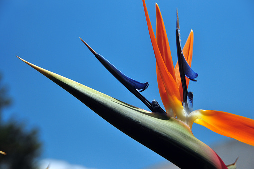 Colorful flower of strelitzia, strelicia close-up