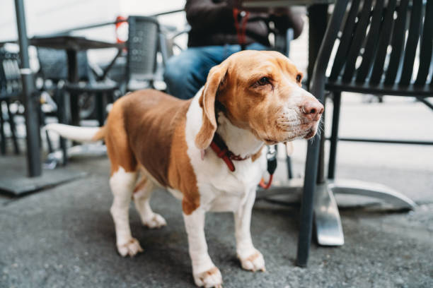 A dog at the bar with its owner. The owner is sitting at the table outdoor in the city.