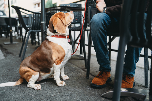 A dog at the bar with its owner. The owner is sitting at the table outdoor in the city.