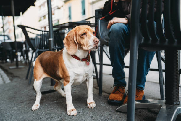 istock A dog at the bar with its owner 1997375437