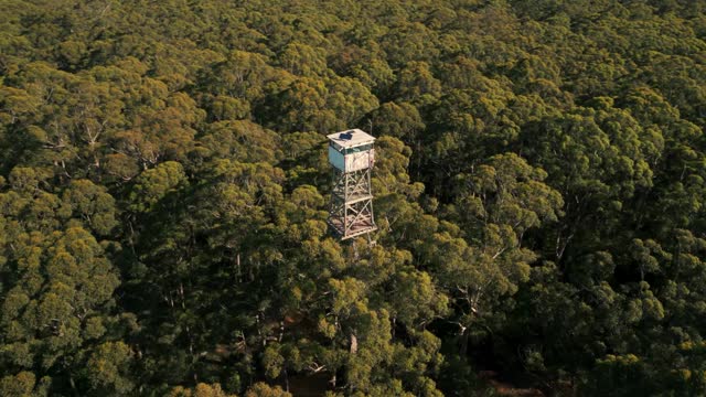 drone shot around Diamond tree fire lookout at the top of a giant karri tree in Pemberton region near Perth in Western Australia.