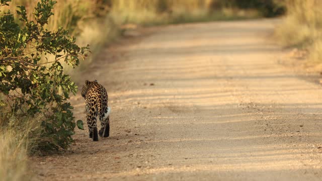 Leopard scent marking on tree next to road, Kruger National Park