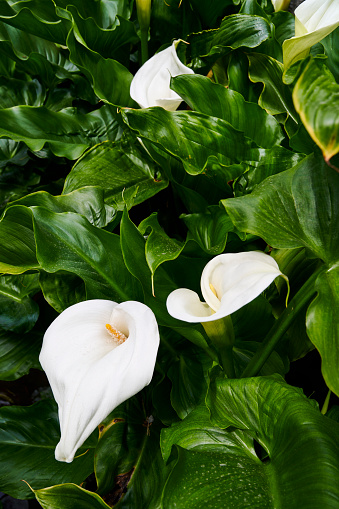 Calla Lily (Zantedeschia aethiopica) flower.