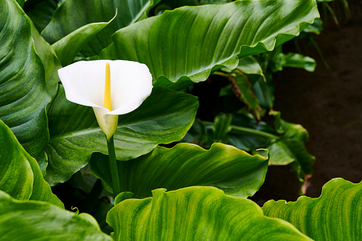Calla Lily (Zantedeschia aethiopica) flower.