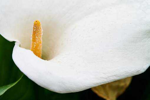 Cardamom flower over white background