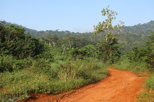 view along track through secondary growth after forest clearance\n\nAtewa range, Ghana, Africa.        December