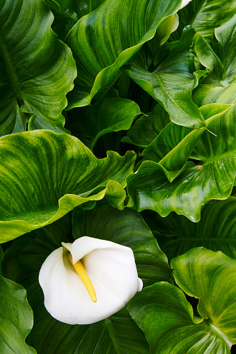 Calla Lily (Zantedeschia aethiopica) flower.