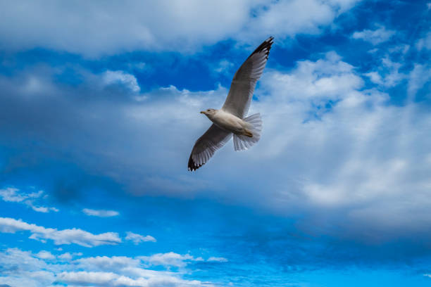 A graceful seagull in mid-flight against a backdrop of blue sky and fluffy white clouds