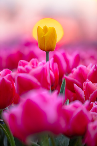 Dutch Spring scene of a single white tulip surrounded by red tulips in a flower garden against trees and dramatic cloudy after colourful sunrise time in Nord Holland, Europe. Individuality, difference and leadership concept