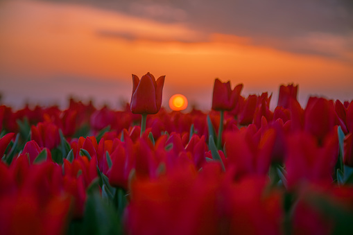 Amazing view of dramatic spring landscape scene on the blooming orange and red colour tulips flowers farm in front of a Traditional Dutch wooden Windmill or Molen on a dramatic cloudy after colorful sunset time in Nord Holland, Europe.