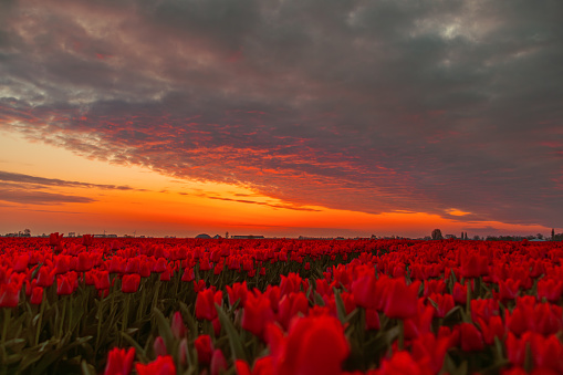 Amazing view of dramatic spring landscape scene on the blooming orange and red colour tulips flowers farm in front of a Traditional Dutch wooden Windmill or Molen on a dramatic cloudy after colorful sunset time in Nord Holland, Europe.