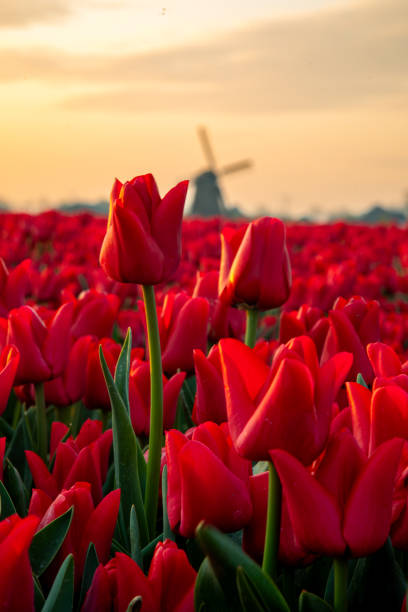 istock Dutch Spring scene with colourful tulip fields and a windmill at sunrise in the North Netherlands 1997442002