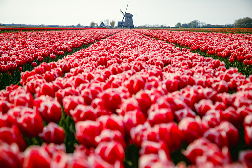 A breathtaking scene unfolds in the Netherlands as vibrant pink and white tulip fields stretch out before iconic Dutch windmills, creating a stunning contrast against the cloudy sky. This picturesque landscape embodies the essence of springtime in Holland, where nature's beauty and cultural heritage converge in a harmonious display of color and tradition.