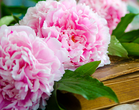 Outline Track this peony. Peonies. peony flowers. sprig of bloom