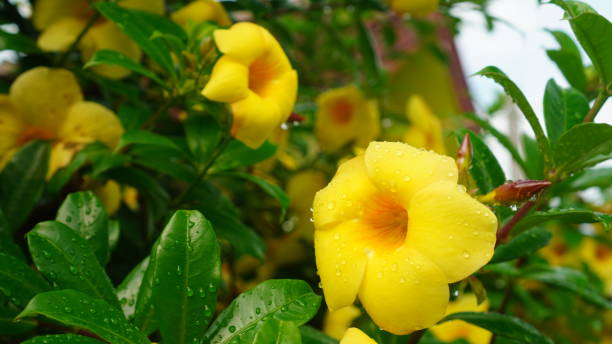 istock Allamanda cathartica in the garden 1997449491