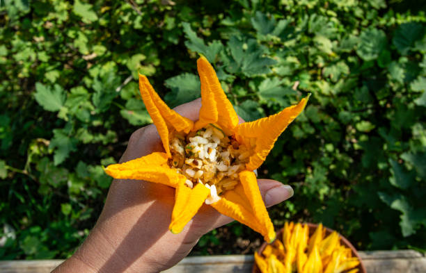 istock stuffed  zucchini flowers 1997452126