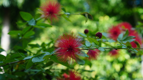 Calliandra haematocephala flowers bloom in the garden, they are red with hair-shaped petals. this species is known as Red powder puff, Red powderpuff, Blood-red tassel-flower, Pink powderpuff and Lehua haole.