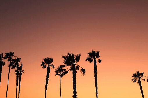 Vista panorámica de siluetas de palmeras al atardecer en California photo