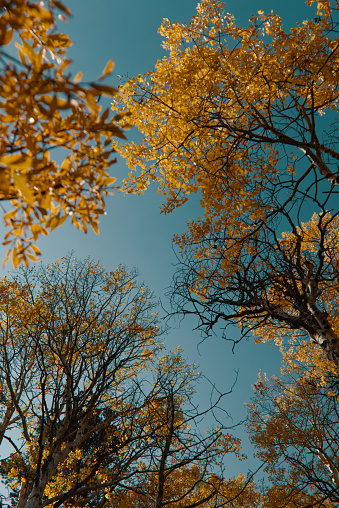 A low angle of fall trees against the blue sky