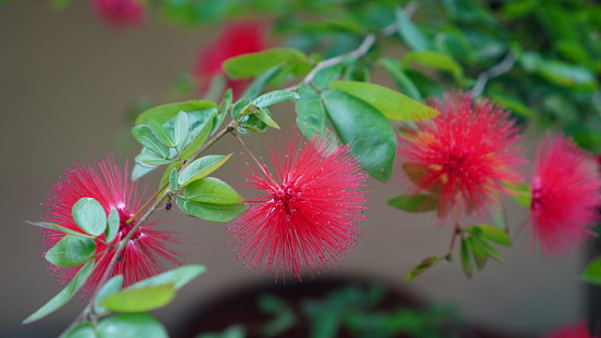 Calliandra haematocephala flowers in the garden, the color is red with petals shaped like hair. this species is known as Red powder puff, Red powderpuff, Blood-red tassel-flower, Pink powderpuff and Lehua haole.