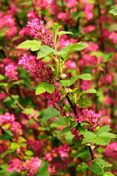 istock Red flowering currant flowers 1997454772
