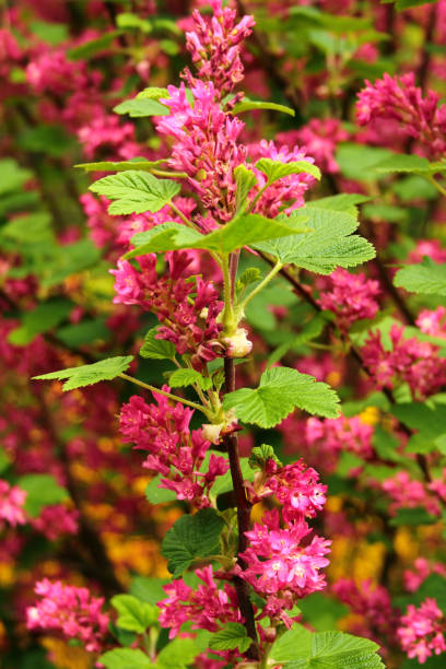 istock Red flowering currant flowers 1997455854