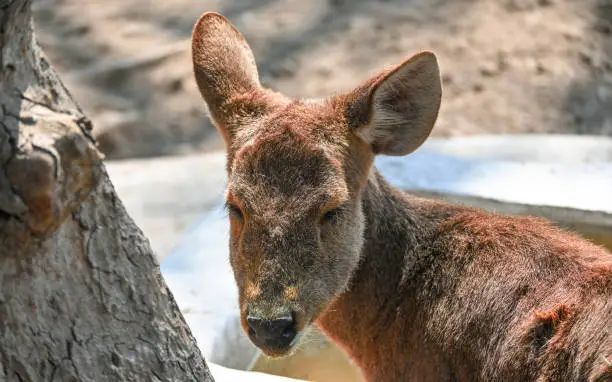 Photo of Beautiful Closeup Shot Of Baby Dear drinking Water.