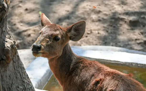 Photo of Beautiful Closeup Shot Of Baby Dear drinking Water.