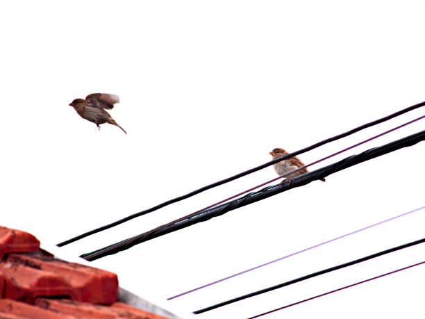 two Sparrows perched on a cape next to a red-tiled roof, under a pale sky.