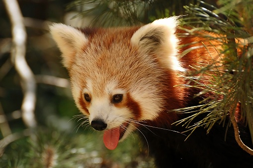 A closeup of a little Red Panda in a forest