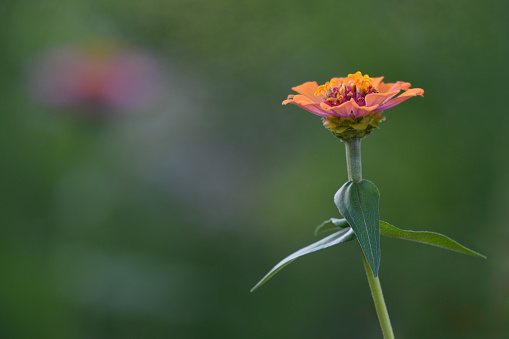 A close-up of a vibrant zinnia flower